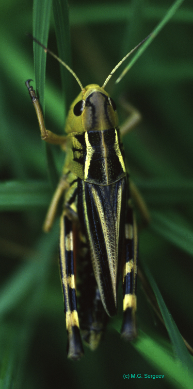 Arcyptera_fusca_f_88x_01
