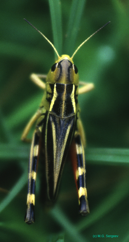 Arcyptera_fusca_f_98_02