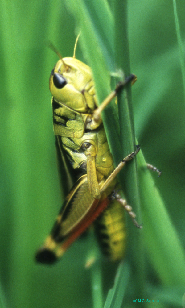 Arcyptera_fusca_m_xx_01