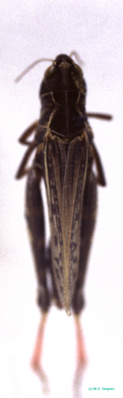Arcyptera_microptera_f_01