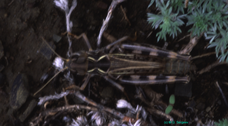 Arcyptera_microptera_f_03_01