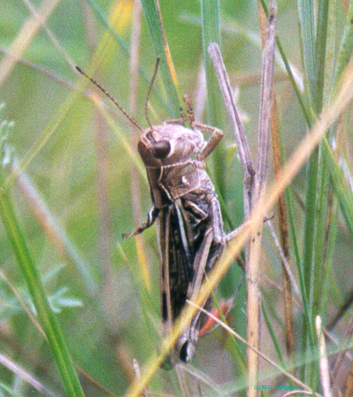 Arcyptera_microptera_m_003