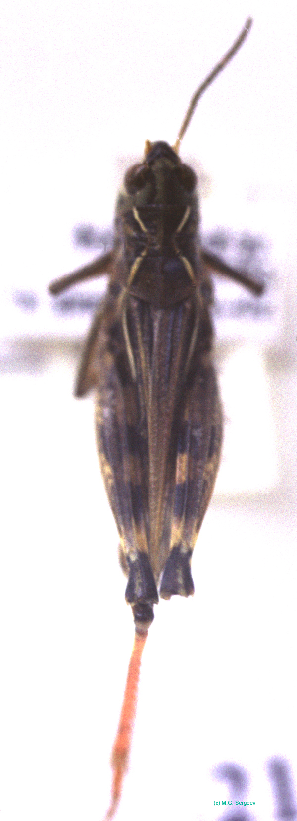 Arcyptera_microptera_m_01