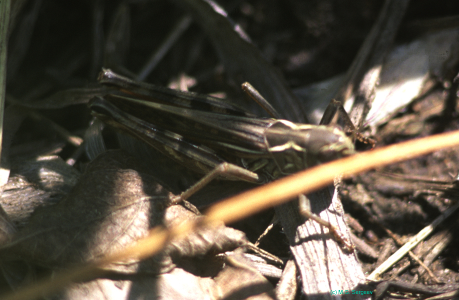 Arcyptera_microptera_m_9xx_01