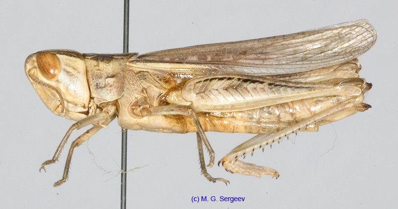 Ramburiella_bolivari_f_1336