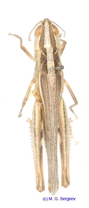 Ramburiella_bolivari_f_1337