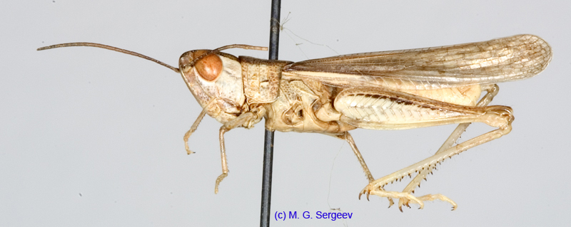 Ramburiella_bolivari_m_1338