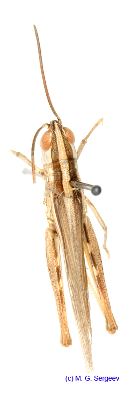 Ramburiella_bolivari_m_1339