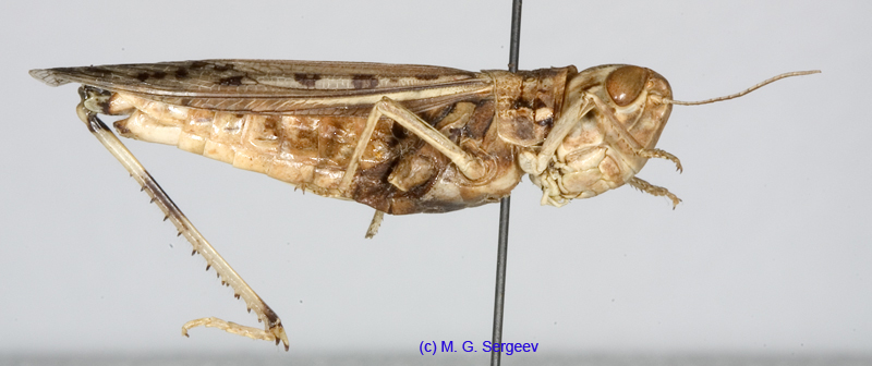 Ramburiella_foveolata_f_1328