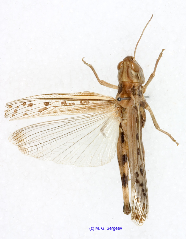 Ramburiella_foveolata_f_1329