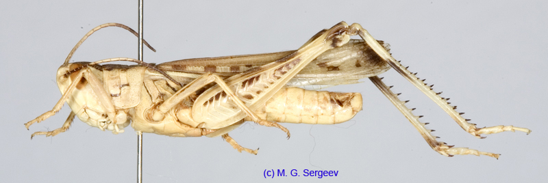 Ramburiella_foveolata_m_1330