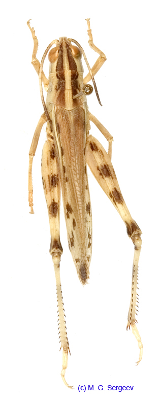 Ramburiella_foveolata_m_1331