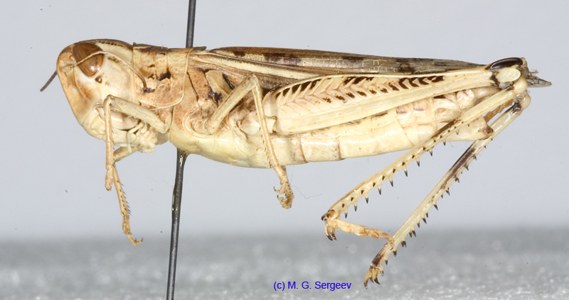 Ramburiella_turcomana_f_1332