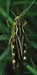 Arcyptera_fusca_f_88x_01
