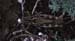 Arcyptera_microptera_f_03_01
