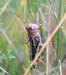 Arcyptera_microptera_m_003