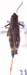 Arcyptera_microptera_m_01