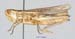 Ramburiella_bolivari_f_1336