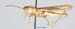 Ramburiella_bolivari_m_1338