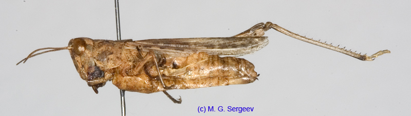 Eremippus_betpakdalensis_f_1353