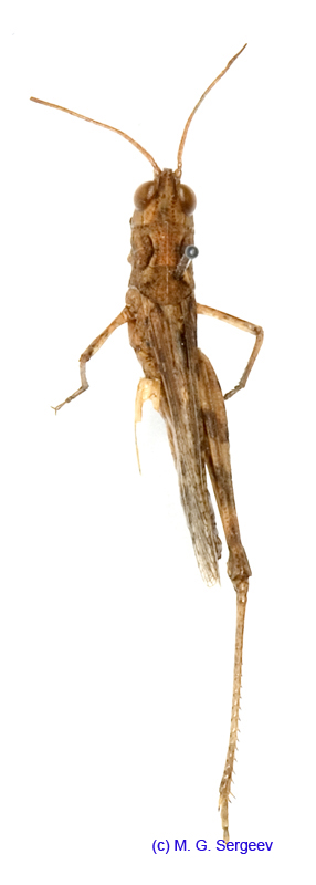 Eremippus_betpakdalensis_f_1354