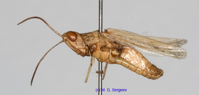 Eremippus_betpakdalensis_m_1355