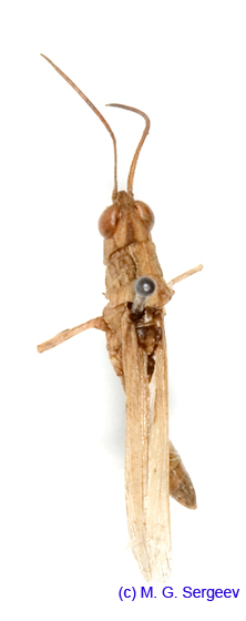 Eremippus_betpakdalensis_m_1356