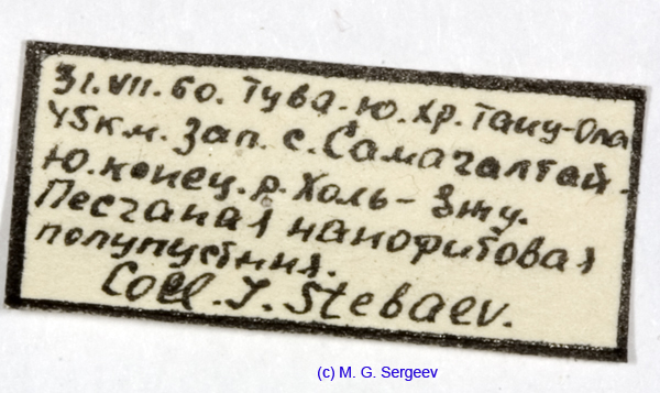 Eremippus_mistshenkoi_label_1348