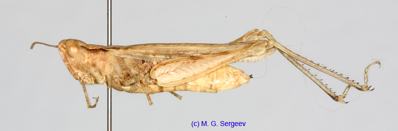 Eremippus_simplex_rectus_f_1359