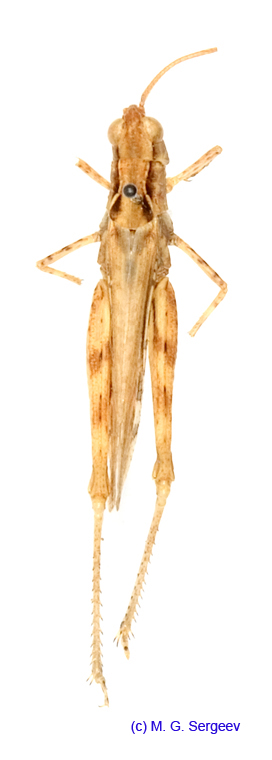Eremippus_simplex_rectus_f_1360