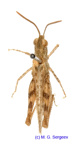 Eremippus_simplex_rectus_m_1358