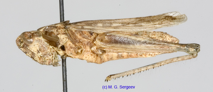 Eremippus_smiplex_maculatus_f_1344
