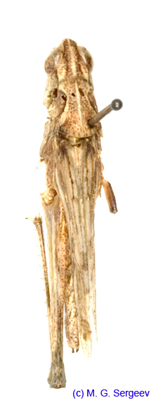 Eremippus_smiplex_maculatus_f_1345