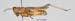 Eremippus_betpakdalensis_f_1353