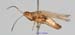 Eremippus_betpakdalensis_m_1355