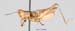 Eremippus_foveolatus_m_1342