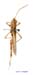 Eremippus_foveolatus_m_1343