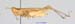 Eremippus_simplex_rectus_f_1359