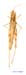 Eremippus_simplex_rectus_f_1360