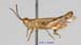 Eremippus_simplex_rectus_m_1357