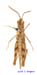 Eremippus_simplex_rectus_m_1358