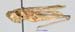 Eremippus_smiplex_maculatus_f_1344
