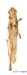Eremippus_smiplex_maculatus_f_1345