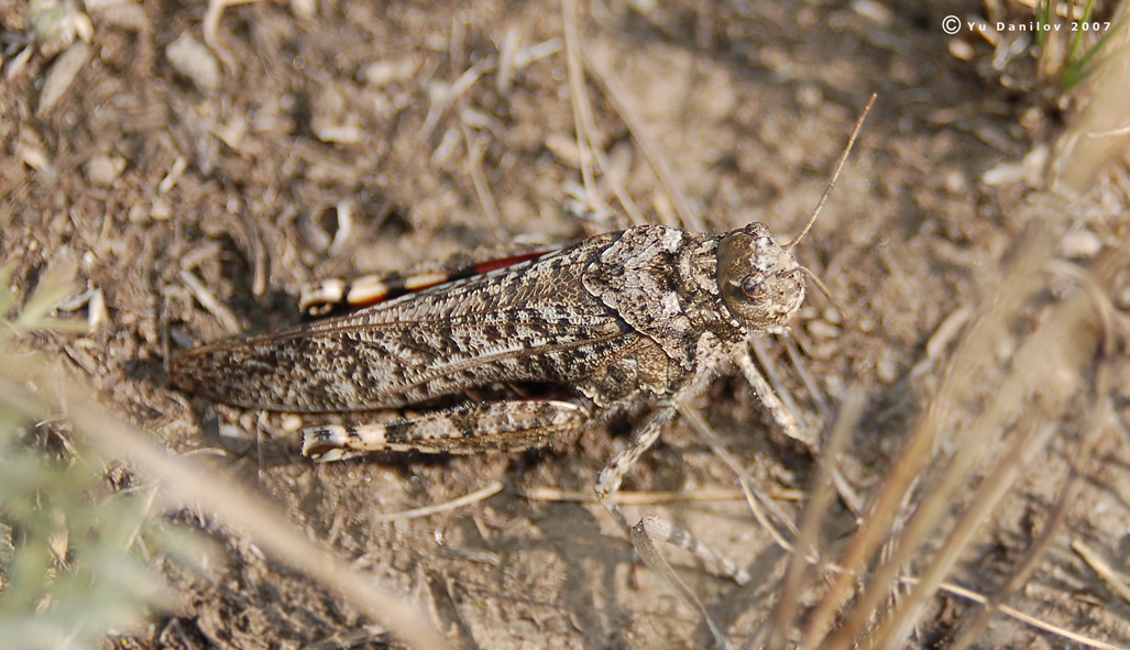 Angaracris_barabensis_f_2007_Danilov
