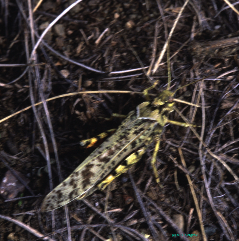 Angaracris_barabensis_m_03_01