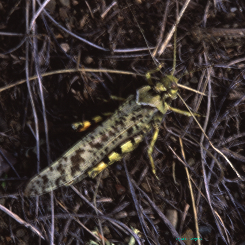 Angaracris_barabensis_m_03_02