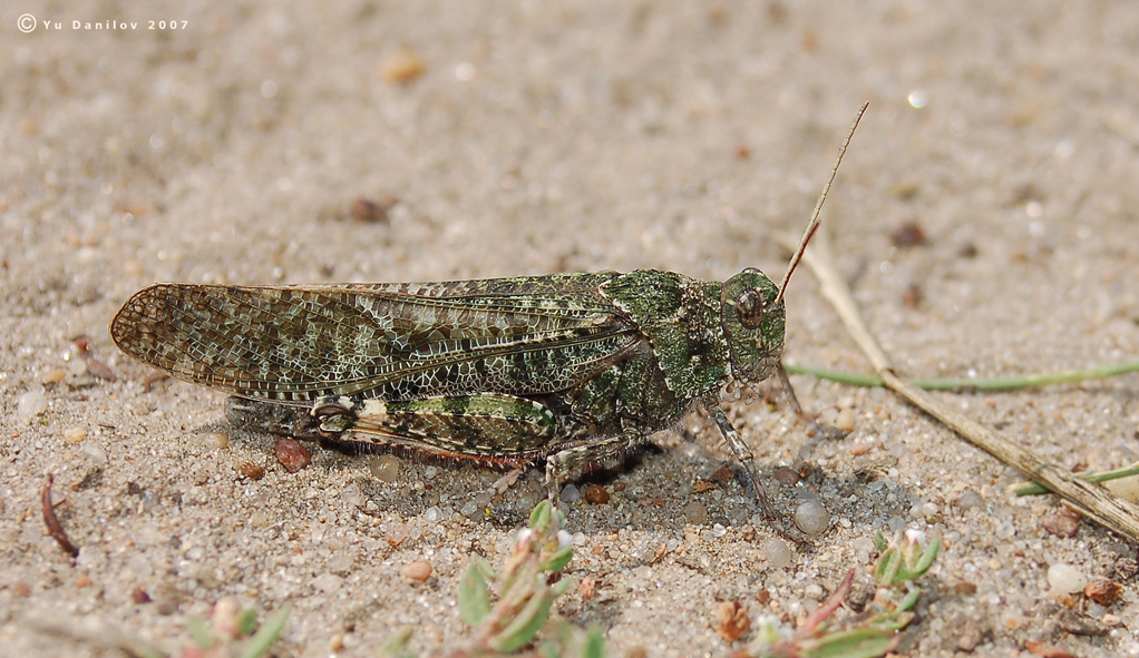 Angaracris_barabensis_m_2007_1_Danilov