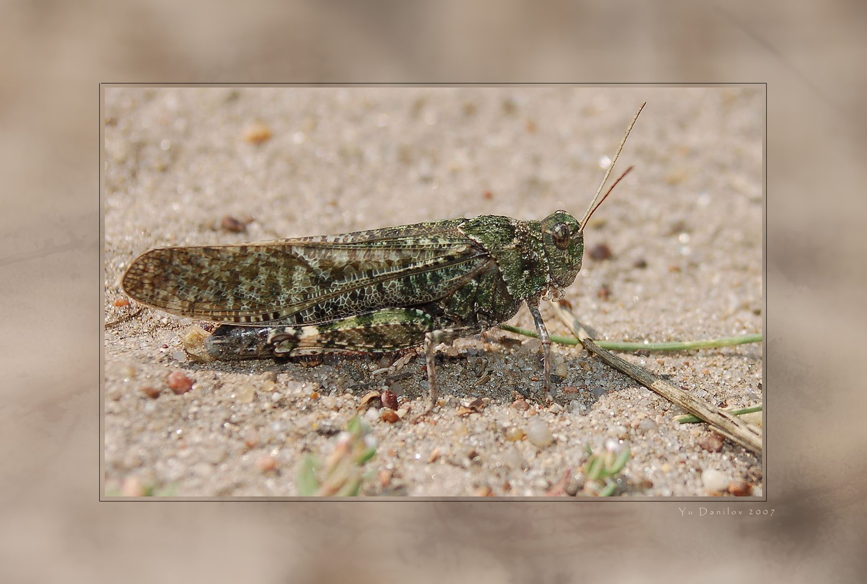 Angaracris_barabensis_m_2007_2_Danilov