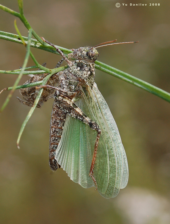 Angaracris_barabensis_m_2008_2_Danilov