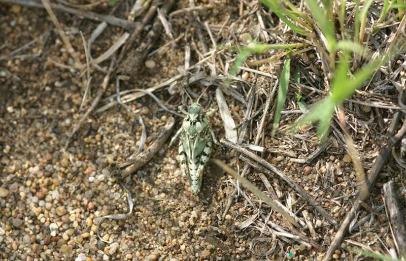 Angaracris_barabensis_n_04_192